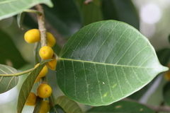 Ficus drupacea var. pubescens
